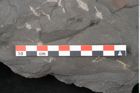 Foto (Detailansicht) von Lepidodendron veltheimiamum Sternbg. (NHMW-GEO-2024-0188-11036)